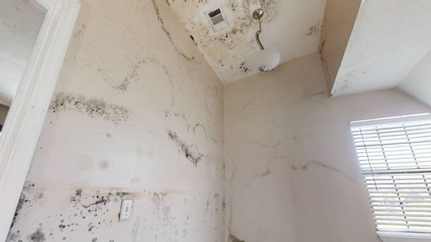 Best Post-Remediation Verification Testing  in Mono Vista, CA