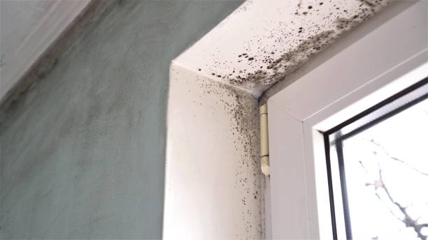 Biohazard Mold Removal in Mono Vista, CA