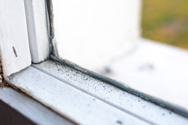 Best Mold-Related Health Consultation  in Mono Vista, CA