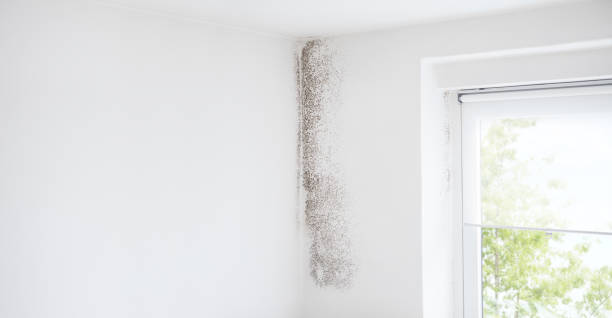 Best Mold Removal for HVAC Installations  in Mono Vista, CA
