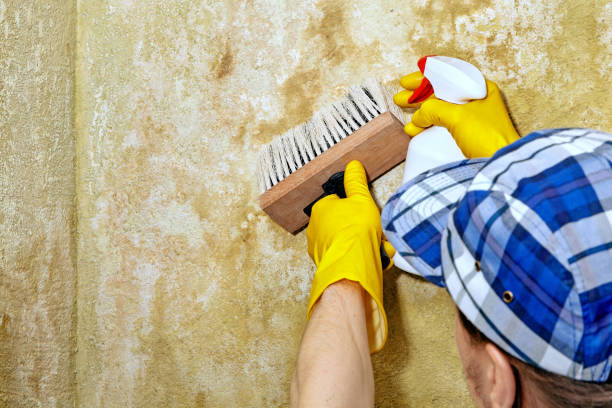 Best Mold Documentation for Insurance Claims  in Mono Vista, CA