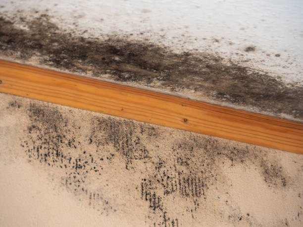 Best Attic Mold Removal  in Mono Vista, CA