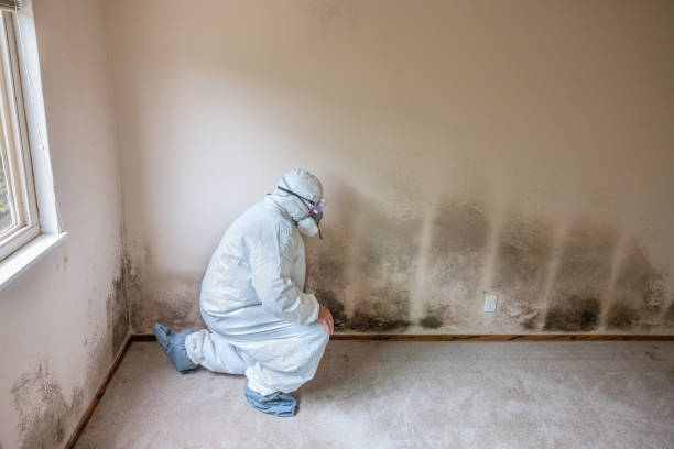 Best Residential Mold Inspection & Testing  in Mono Vista, CA
