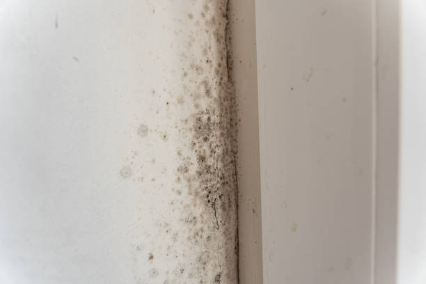 Asbestos and Lead Testing During Mold Inspection in Mono Vista, CA