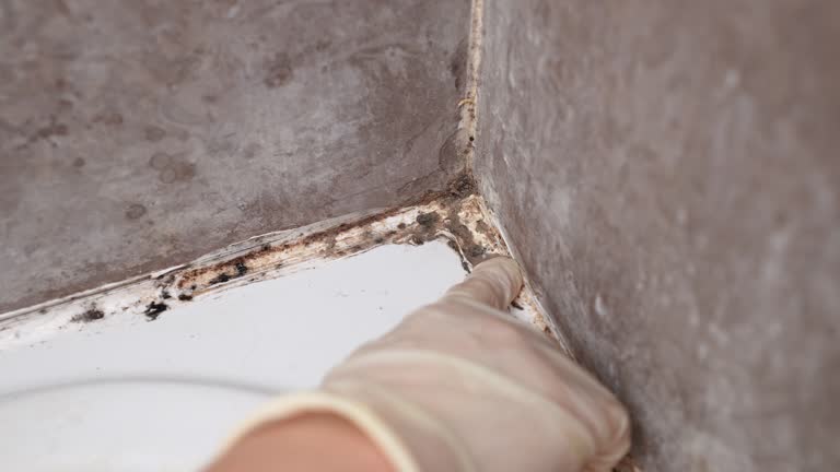 Best Asbestos and Lead Testing During Mold Inspection  in Mono Vista, CA