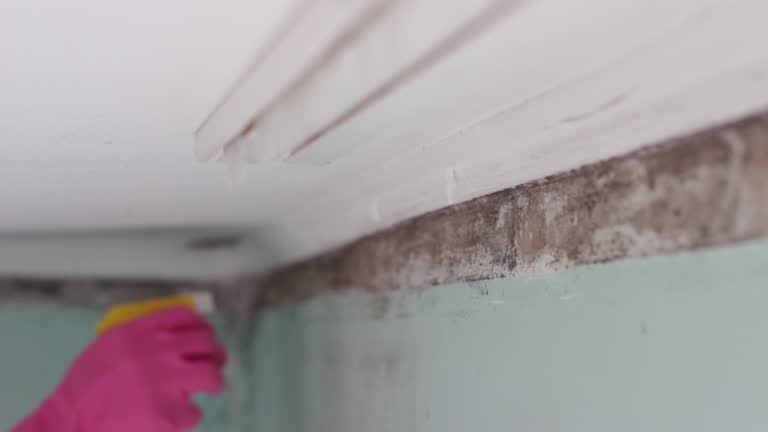 Best Emergency Mold Remediation  in Mono Vista, CA
