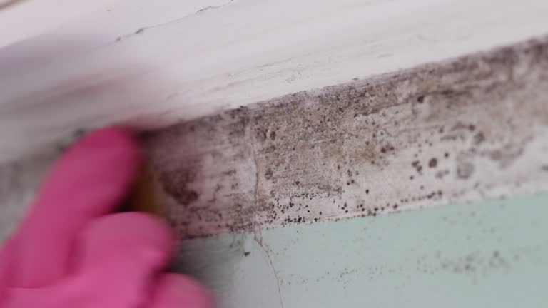 Professional Mold Removal in Mono Vista, CA